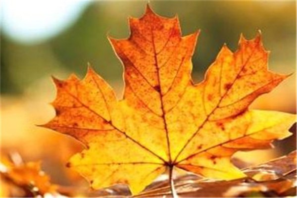 秋季皮肤干燥的原因，皮肤干燥瘙痒用什么药 皮肤 干燥 第1张