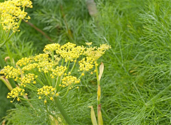 祛痘吃什么好 护肤 第5张