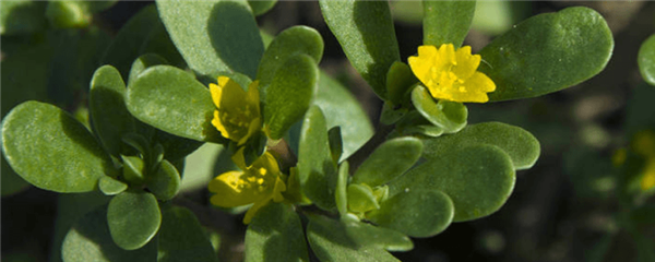 马齿苋敷面膜一天几次合适，马齿苋洗澡有什么功效 护肤 第1张