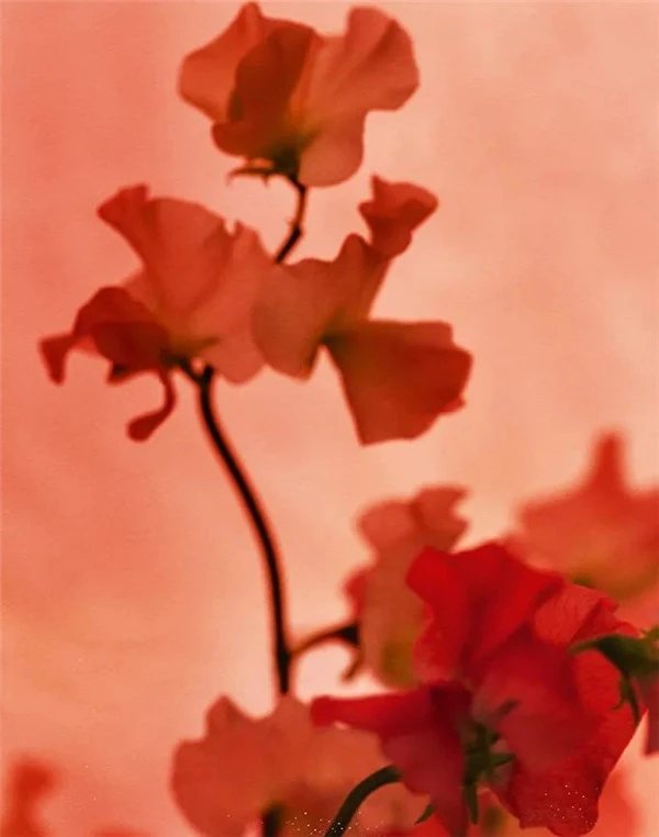 香奈儿2021春夏彩妆繁花世界系列 香奈儿 彩妆 第3张