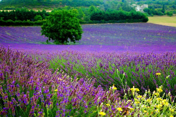 半亩花田这个牌子怎样网友是如何评价的 海藻 第2张