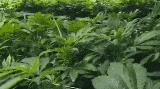 什么是大麻护肤，CBD解锁全新护肤方式 护肤 CBD 第6张