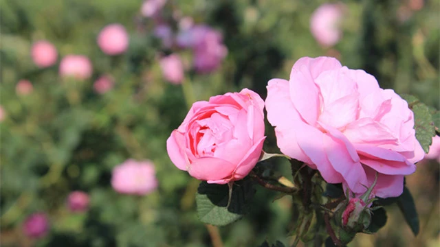 NFF菁纯冰凝水上市，量身为你打造膨润少女肌 护肤 NFF菁纯冰凝水 美容 第3张