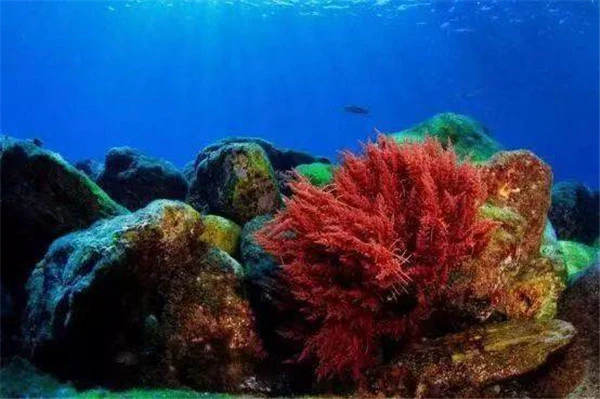 EI日本深海伊谷草保湿面膜增强肌肤抵抗力 面膜 保湿 第13张 EI日本深海伊谷草保湿面膜增强肌肤抵抗力 面膜 保湿 第13张