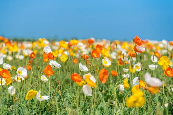 半亩花田产品好不好，半亩花田品牌介绍 保湿 第2张