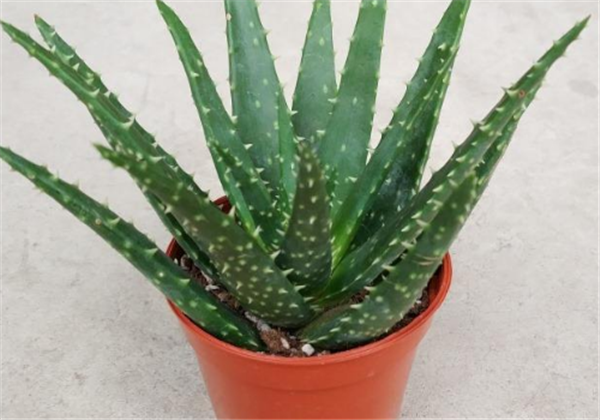 盆栽芦荟可以直接用来擦伤口吗，芦荟能不能涂伤口呀 芦荟 擦伤口 第1张