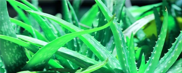 芦荟原液可以当爽肤水用吗，爽肤水和芦荟胶能一起用吗 护肤 第1张