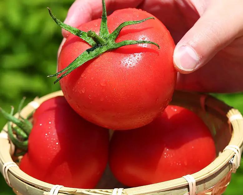 西红柿怎么做面膜，番茄DIY面膜配方教程图片 面膜 西红柿番茄DIY做面膜 西红柿番茄DIY做面膜方法步骤教程 护肤 第2张