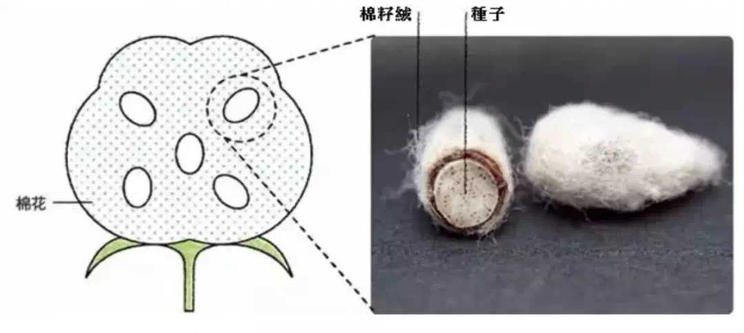 面膜布中的「爱马仕」，帮你解锁柔软新体验 面膜 爱马仕 面膜纸什么牌子好用 护肤 第1张