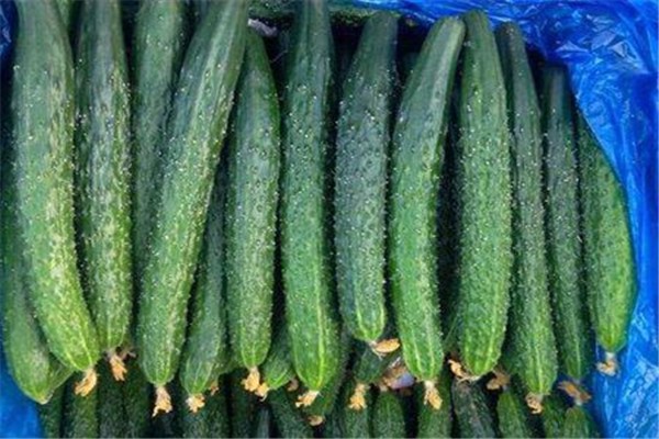 哪些食物有美白的效果，黄瓜美容养颜效果显著 美白 黄瓜 第1张