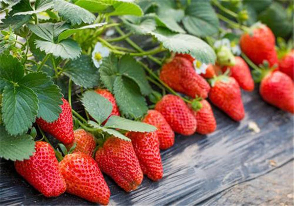 脸上长痘痘如何消除，祛痘就吃这些食物 护肤 第2张