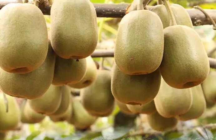 吃什么可以去斑美白呢 祛斑美白 美容 第4张