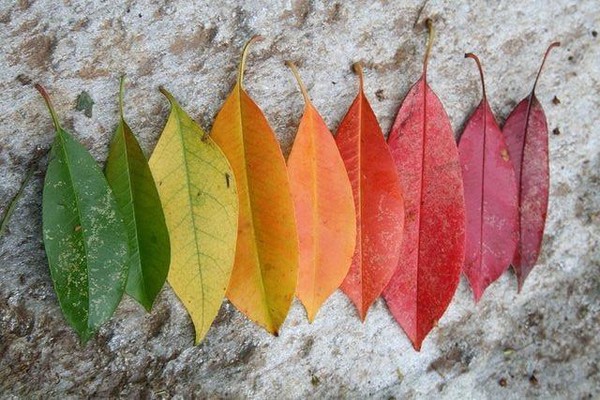 有使用一叶子面膜吗，一叶子面膜怎样 面膜 第1张