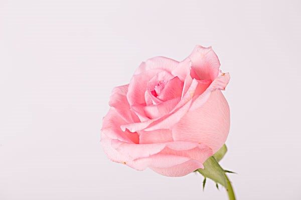 半亩花田玫瑰纯露应该如何使用才是正确的 玫瑰 第1张