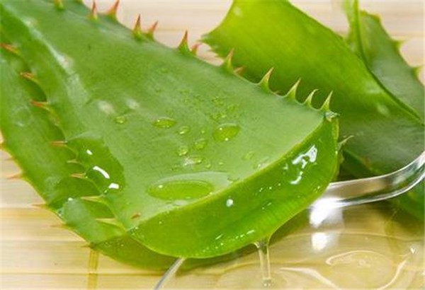 新鲜的芦荟汁可以直接涂抹在脸上吗 芦荟汁 新鲜芦荟汁 美妆 第1张