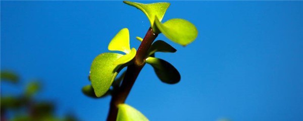 马齿苋祛斑的方法和步骤，马齿苋敷脸治过敏发红吗 护肤 第1张