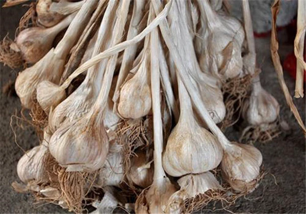 吃大蒜脸上会长痘痘吗,吃大蒜脸上长痘痘怎么办 护肤 第5张 吃大蒜脸上会长痘痘吗,吃大蒜脸上长痘痘怎么办 护肤 第5张