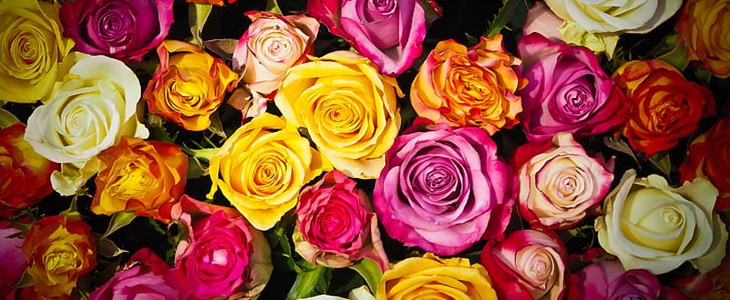 玫瑰荷叶茶能减肥吗 玫瑰荷叶茶 减肥 美妆 第1张