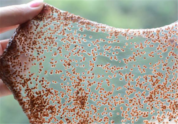 敷海藻面膜总会掉怎么办，海藻面膜什么时候敷效果最好 海藻面膜 总会掉 第1张