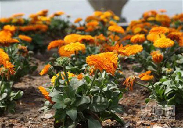 吃胡萝卜可以去斑吗 护肤 第5张