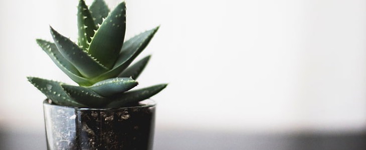 芦荟外敷的作用与功效 芦荟 外敷 美妆 第1张