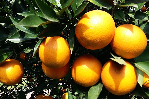 血橙面膜为什么这么多人都在使用 面膜 第1张