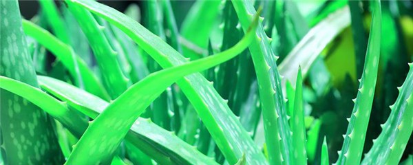 芦荟和维生素e做面膜的功效，芦荟胶维生素e敷多久 护肤 第1张