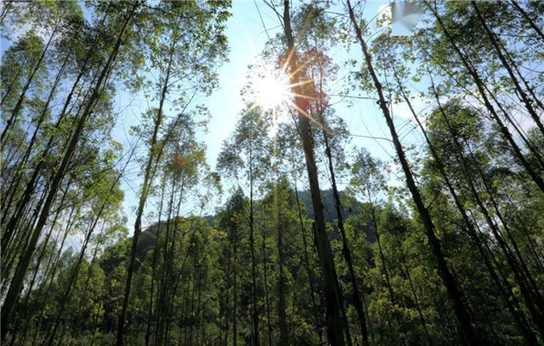 EI日本深海伊谷草保湿面膜增强肌肤抵抗力 面膜 保湿 第21张 EI日本深海伊谷草保湿面膜增强肌肤抵抗力 面膜 保湿 第21张