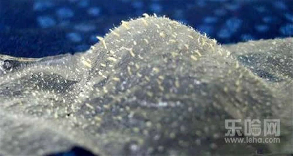 开口粉刺和闭口怎么区分 护肤 第4张 开口粉刺和闭口怎么区分 护肤 第4张