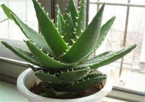 盆栽芦荟可以直接用来擦伤口吗，芦荟能不能涂伤口呀 芦荟 擦伤口 第2张