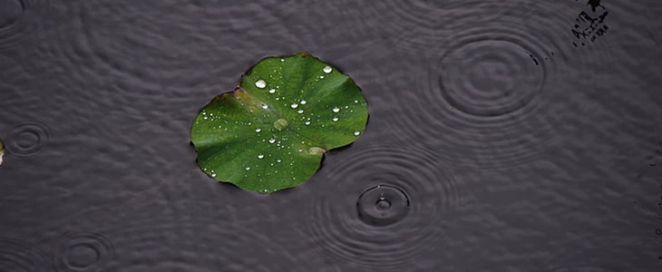玫瑰荷叶茶能减肥吗 玫瑰荷叶茶 减肥 美妆 第2张