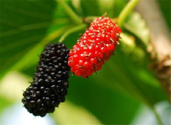 你一定要掌握的3类唇部护理技巧 护肤 第8张