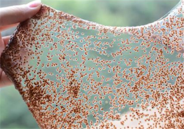 敷完海藻面膜不洗脸会堵塞毛孔，贴了面膜后要不要洗脸 海藻面膜 堵塞毛孔 第2张