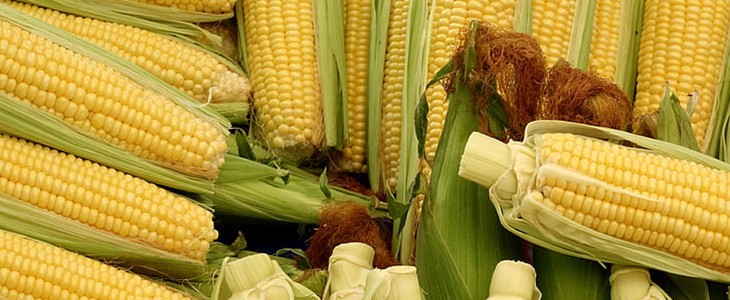 减肥期间吃玉米会胖吗 减肥 玉米 美妆 第1张