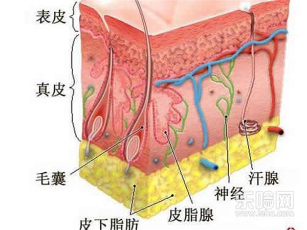 不洗脸可以增厚角质吗 护肤 第1张