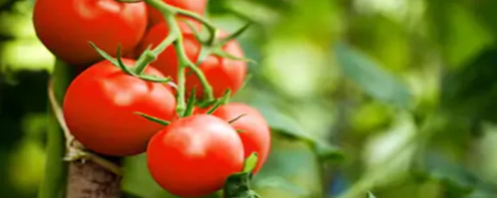 用西红柿祛斑的方法 祛斑 美妆 第2张