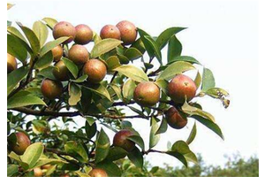 用山茶油擦脸的方法，宝宝涂茶油会皮肤黑吗