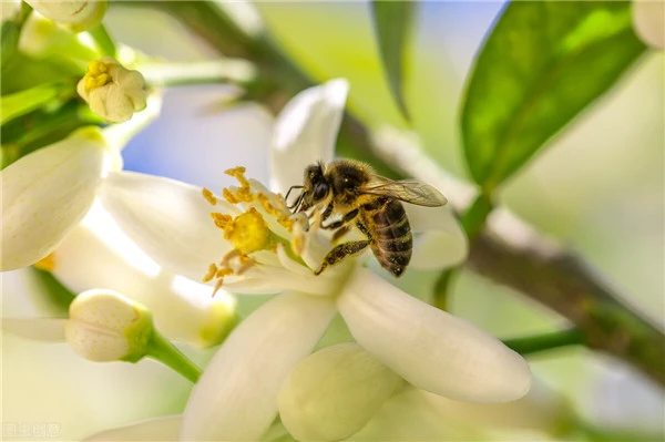 头发油腻没招？想要彻底解决，就用这种“草”来洗头，清爽一直有
