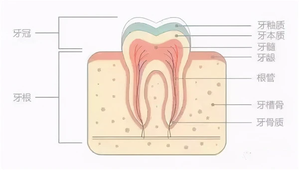 牙齿为什么越来越黄？常见的三种美白方式了解一下