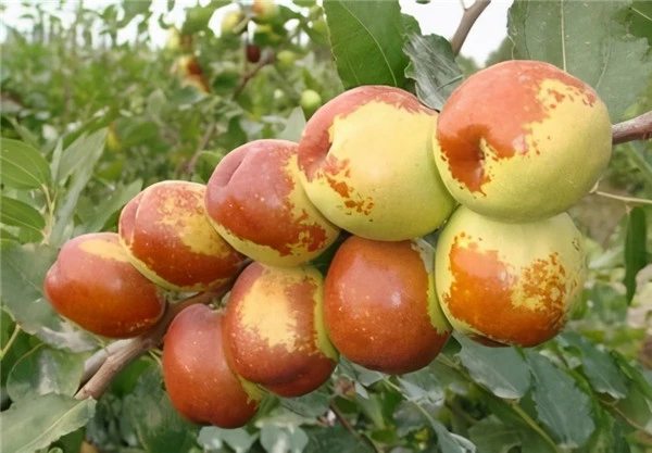 不想被叫“老女人”，4种水果要记得忌口，利于养护肌肤