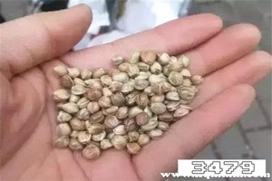 女人吃麻子有什么好处，麻子的功效与作用