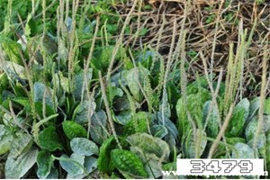 车前草去湿气有多厉害，车前草能去身体里的湿气吗