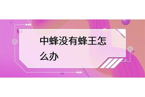 中蜂没有蜂王怎么办？如果没有蜂王怎么办？