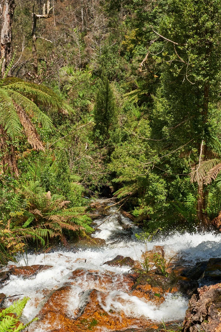Yarra Range National Park
